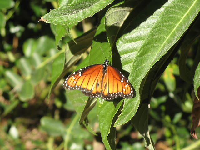 Queen Butterfly Danaus gilippus