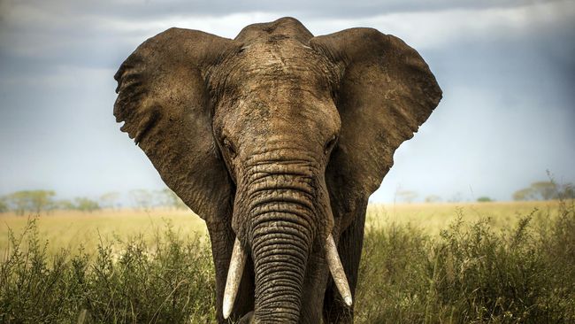 Kuburan Gajah dan Legenda dari Dunia Hewan Kuburan Gajah dan Legenda dari Dunia Hewan