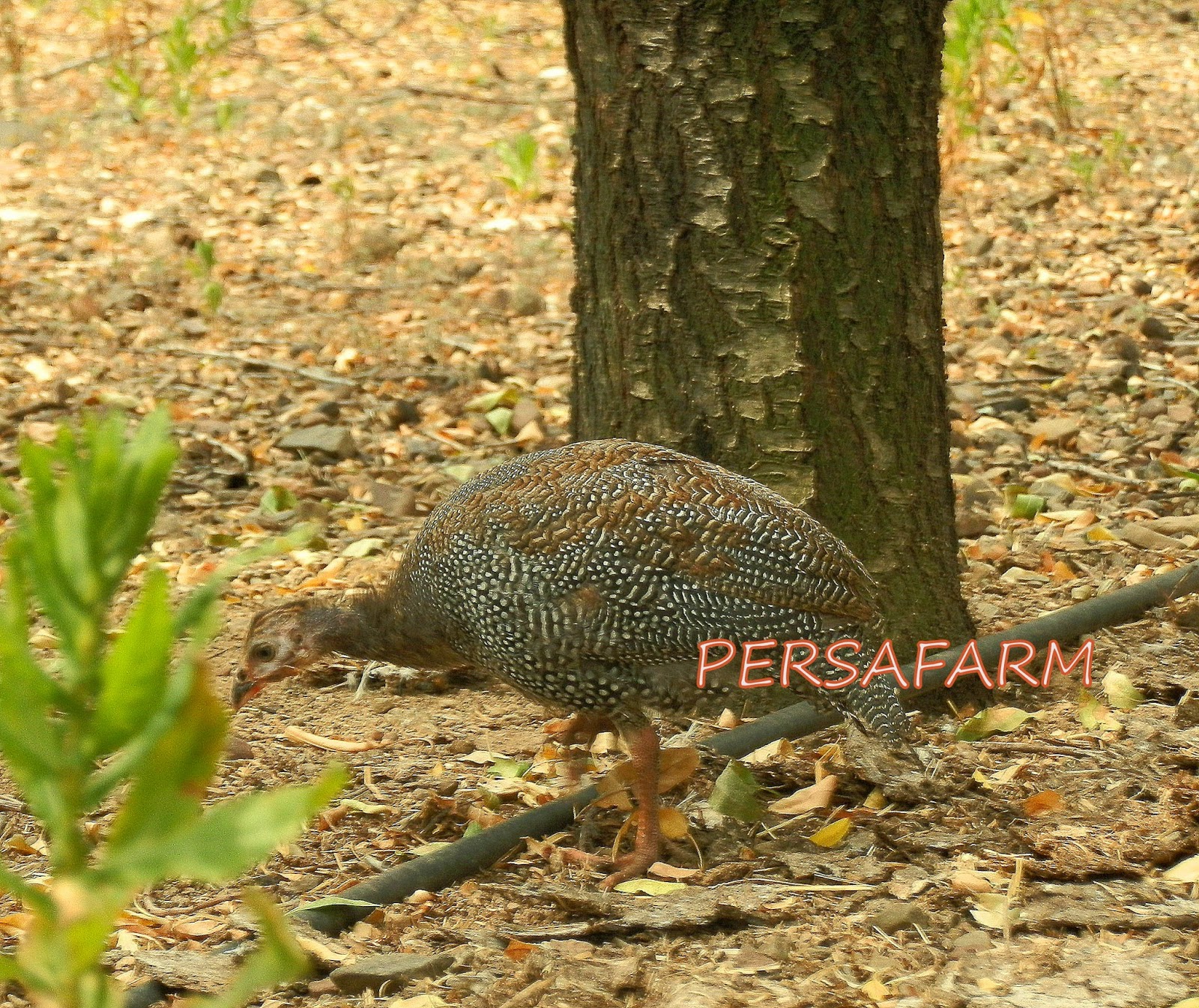 My Image 15