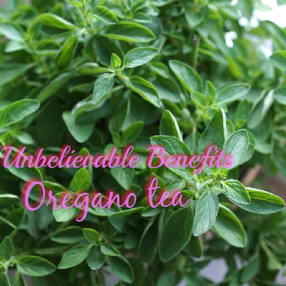 Unbelievable Benefits of Oregano tea. you know about it JS Pharmatech