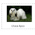 Característica dos Cães da raça Lhasa Apso | Conheça as principais características do Lhasa Apso o Cão dos Monges tibetanos e saiba qual a relação do Cebolinha da Turma da Mônica com este cãozinho.