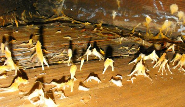 home improvement - fungus - basement sealing