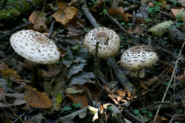 macrolepiota procera