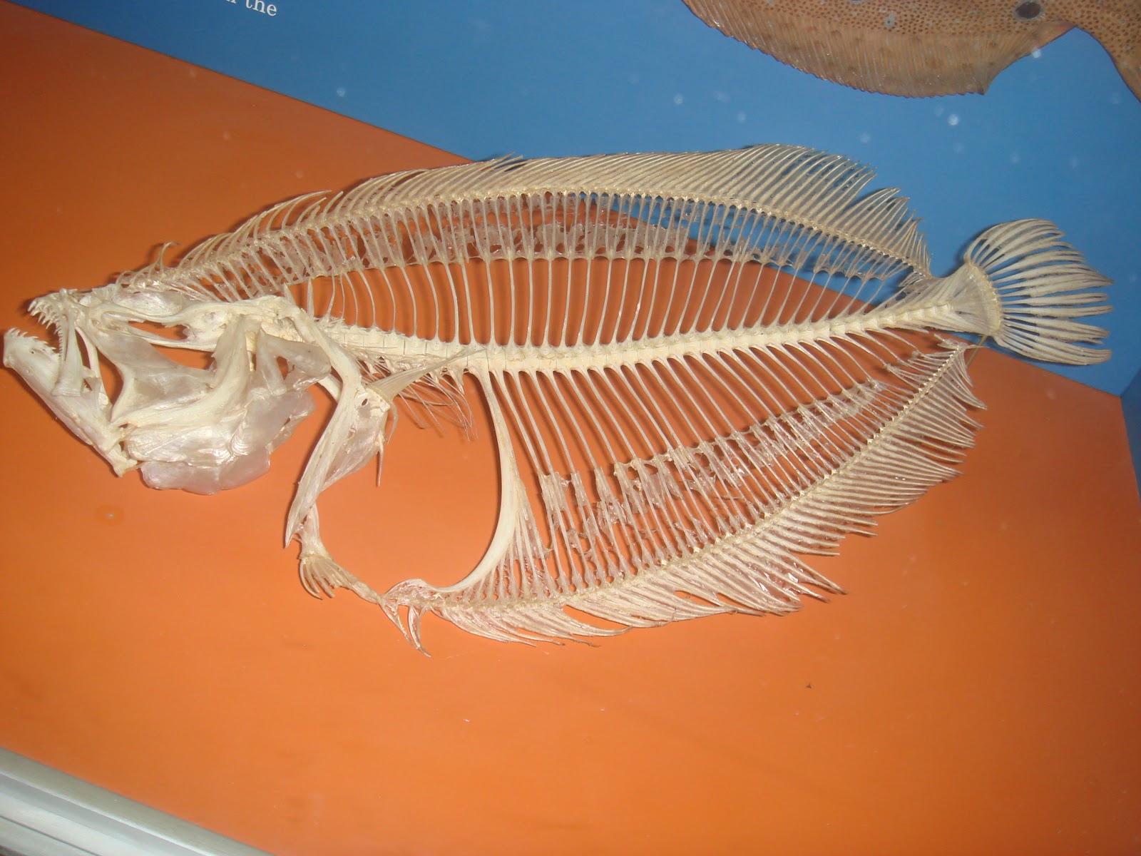 Beer, Banjos, Boats, and Biology Thanksgigging Report