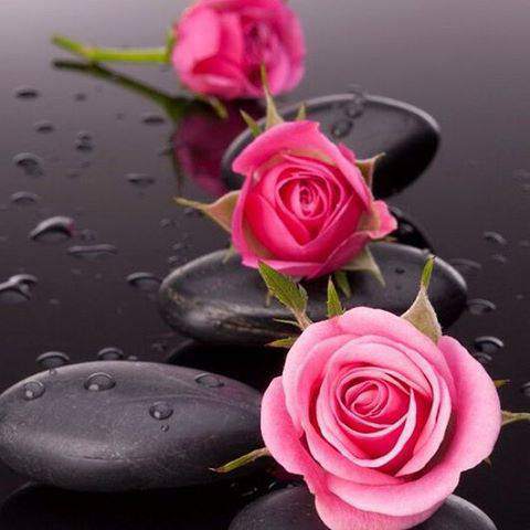 40 Gambar Bunga Rose Untuk Wallpaper Ponsel 40 Gambar Bunga Rose Untuk Wallpaper Ponsel