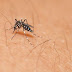¿Cuáles son los síntomas del virus zika y qué hacer si lo tienes?
