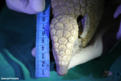 Tatu-bola é a menor espécie de tatu do Brasil. É encontrado na região do Cânion do Rio Poti, está ameaçado. Foto: Samuel Portela Tatu bola, Tolypeutes tricinctus, parque estadual Cânion do Rio Poti, Cânion do Rio Poti, caatinga, Piauí, Fundação Grupo Boticário de Proteção à Natureza, programa de conservação do tatu bola, animais em extinção, natureza, meio ambiente, espécie símbolo da caatinga