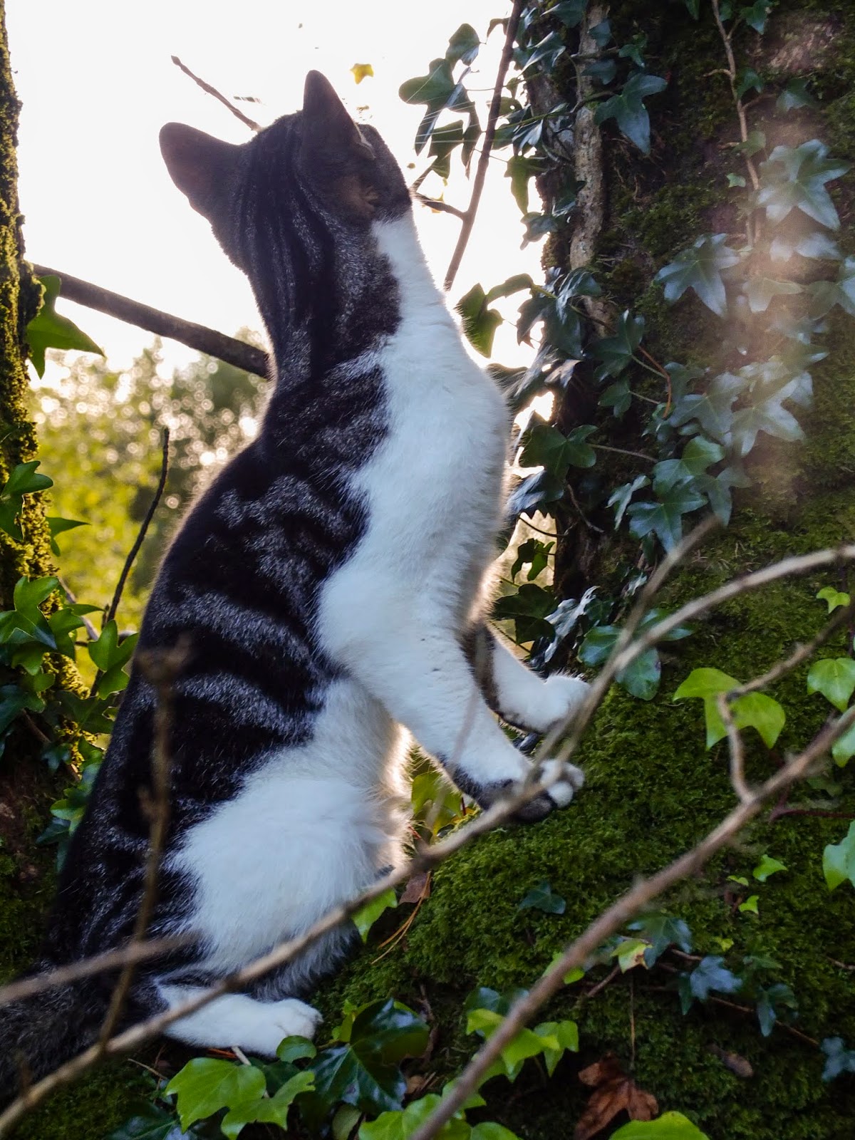 A cat standing up at the base of a tree.