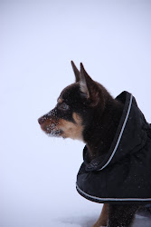 Kauhee Toruk "Hekla"