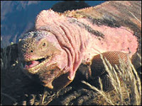 Pink Iguana, Volcan Wolf, Isabela Island, Galapagos Island, Ecuador