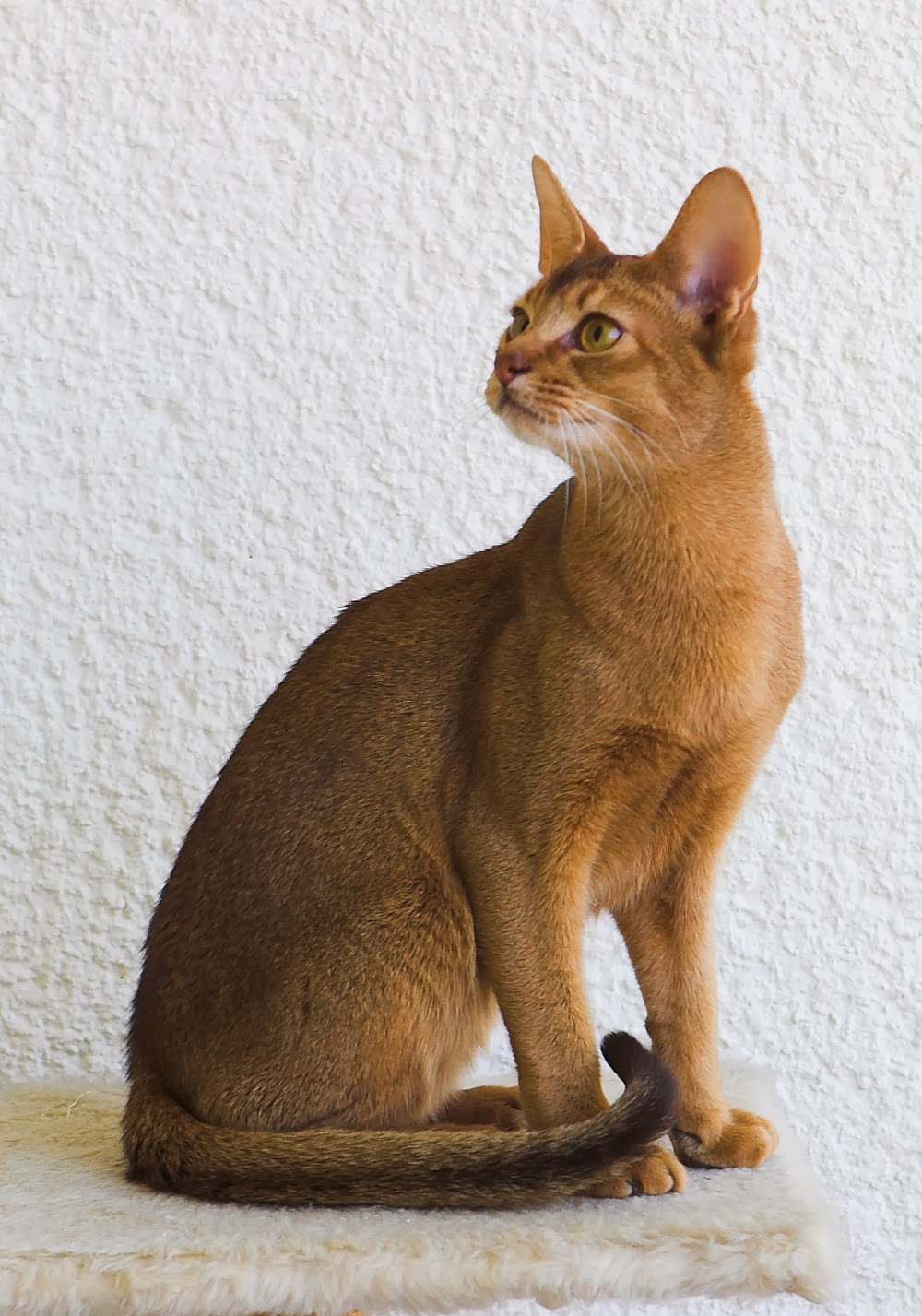 Breed Buzz Abyssinian Cat