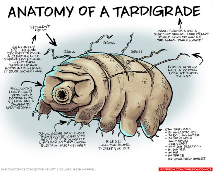 cuddly tardigrade