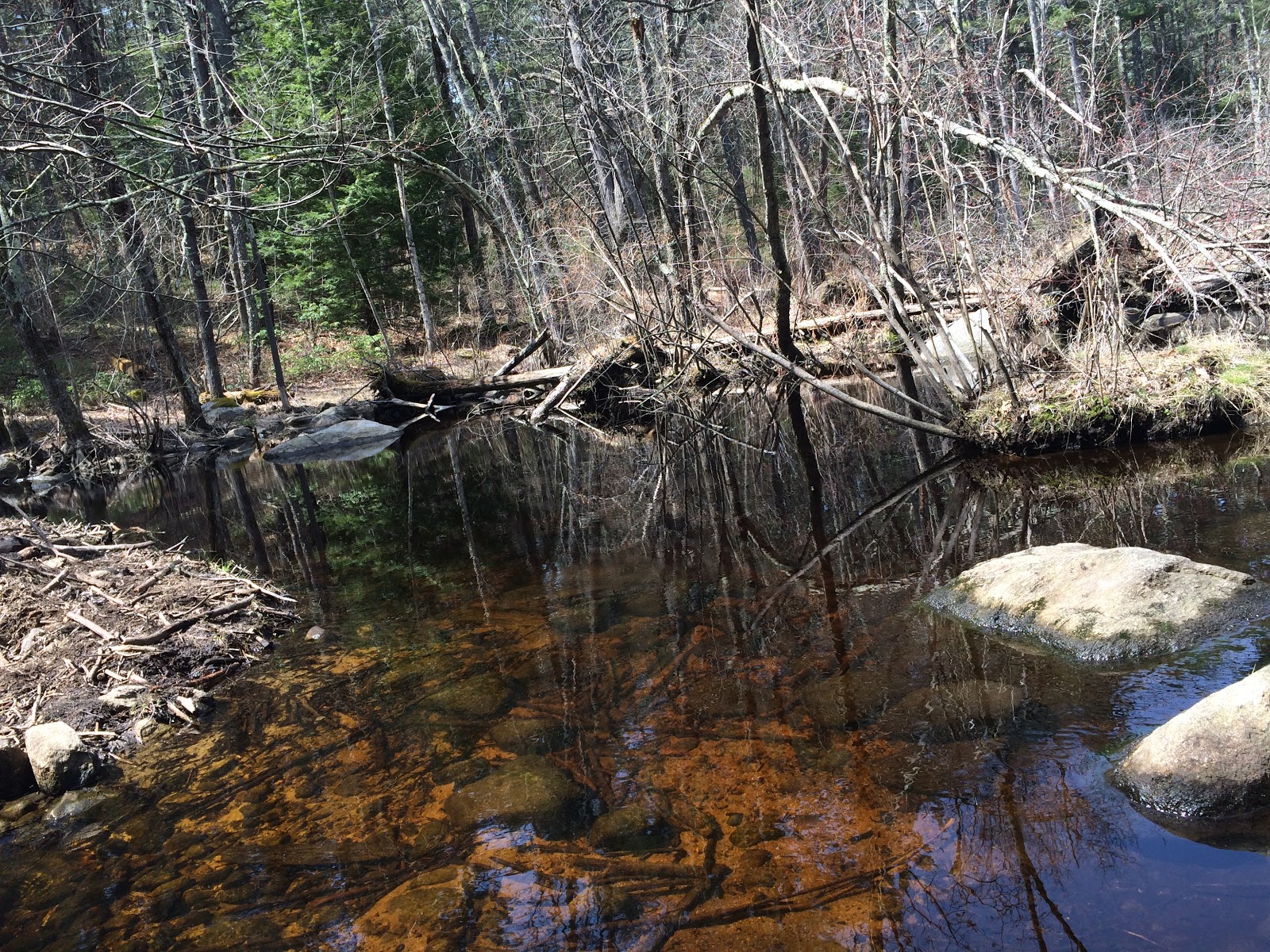 The Daily Woot Trout Brook Conservation Area