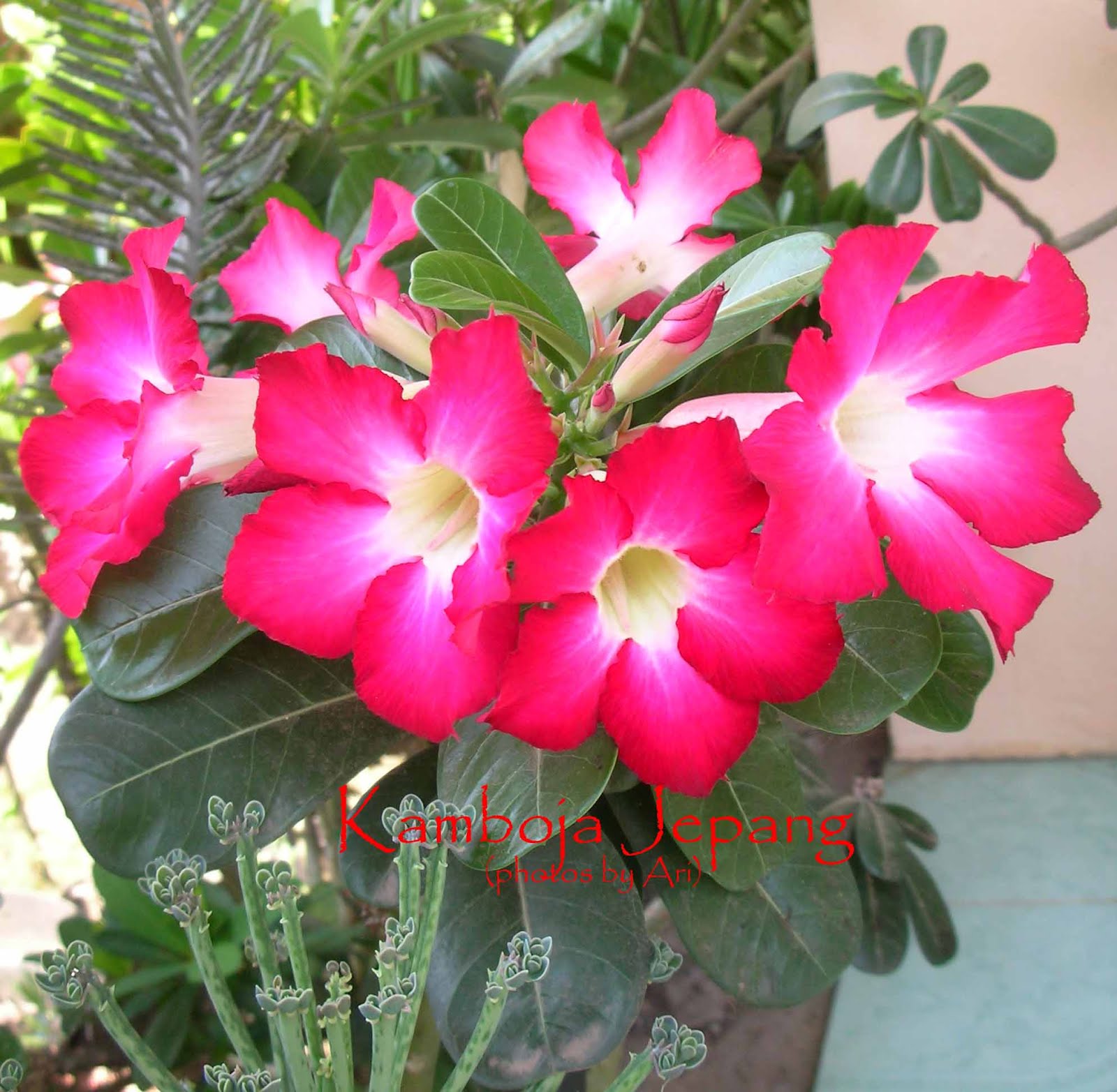Floristari Bunga kamboja jepang  merah 2