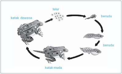 Metamorfosis pada katak. Metamorfosis pada katak.