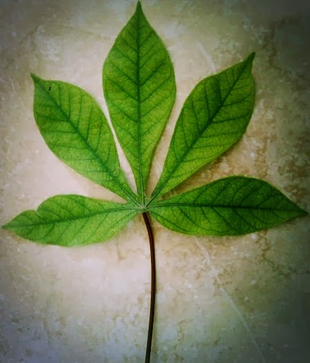 Belajar Tentang Alam tumbuhan Ujung daun  apex folli 