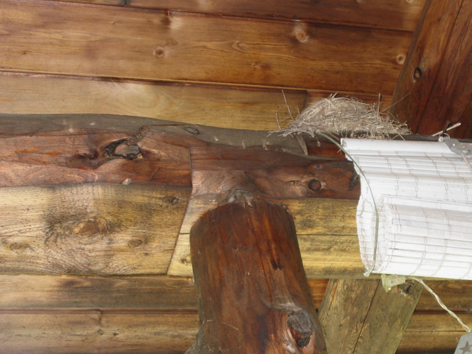 When Should Bird Nests be removed? Bird Control Solutions