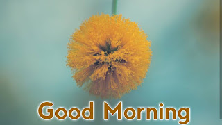 good morning good morning