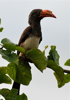 Crowned Hornbill