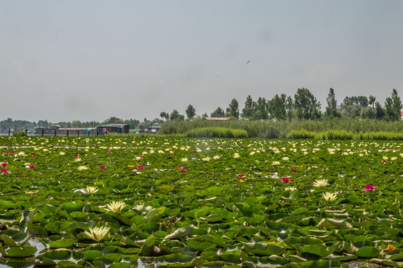 Water lillies at The Dal Water lillies at The Dal