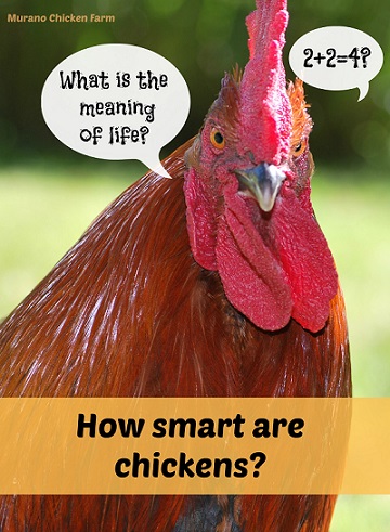What is Smart Chicken