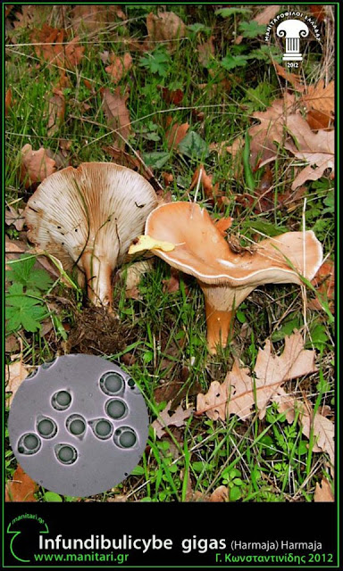 Infundibulicybe gigas (Harmaja) Harmaja