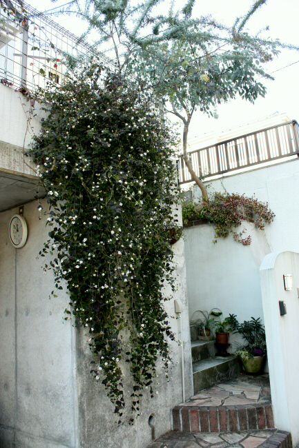 ボタンのくらし しだれる花の剪定