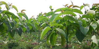 CARA PEMYEMAIAN DAN PERAWATAN POHON JABON YANG TEPAT DAN BENAR http://tipspetani.blogspot.com/2017/10/cara-pemyemaian-dan-perawatan-pohon.html