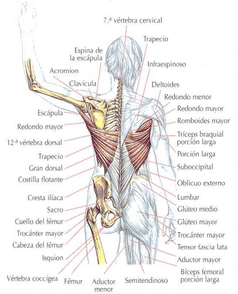 anatomia del dorsal ancho