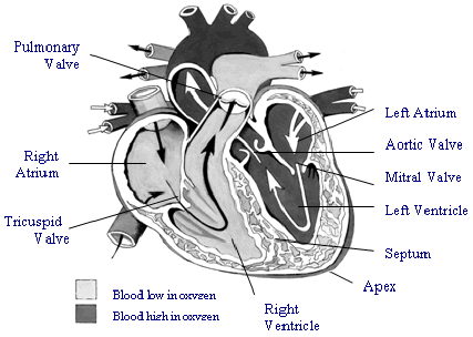 Animal Science Chicken Dissection: Cardiovascular System