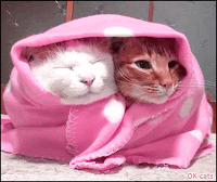 Art Cat GIF • Cinemagraph • Ginger cat under pink blanket bobbing his head