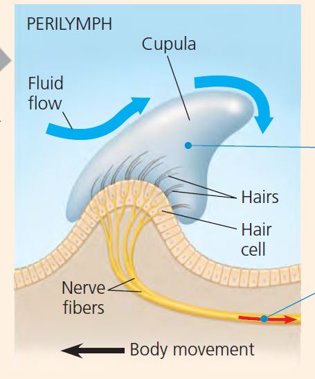 Download Ppt Materi Sistem Koordinasi Sistem Indra Biologi Edukasi Belajar Sains Biologi