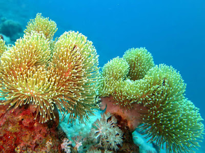 coral sarcophyton glaucum coral sarcophyton glaucum