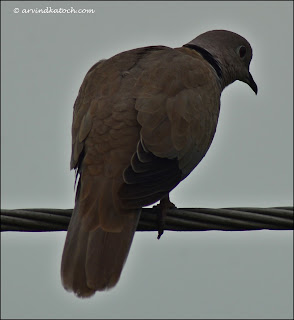 Eurasian Collared Dove or Collared Dove
