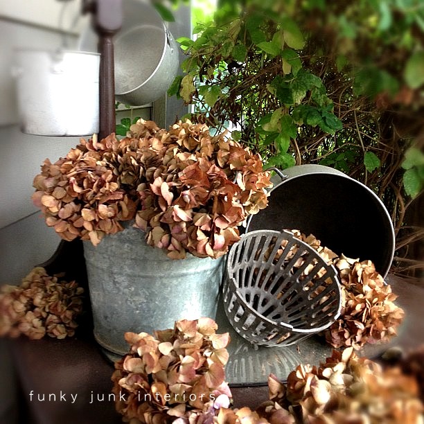 Dried hydrangeas that turned from vibrant to brown after frost hit. via Funky Junk Inteirors