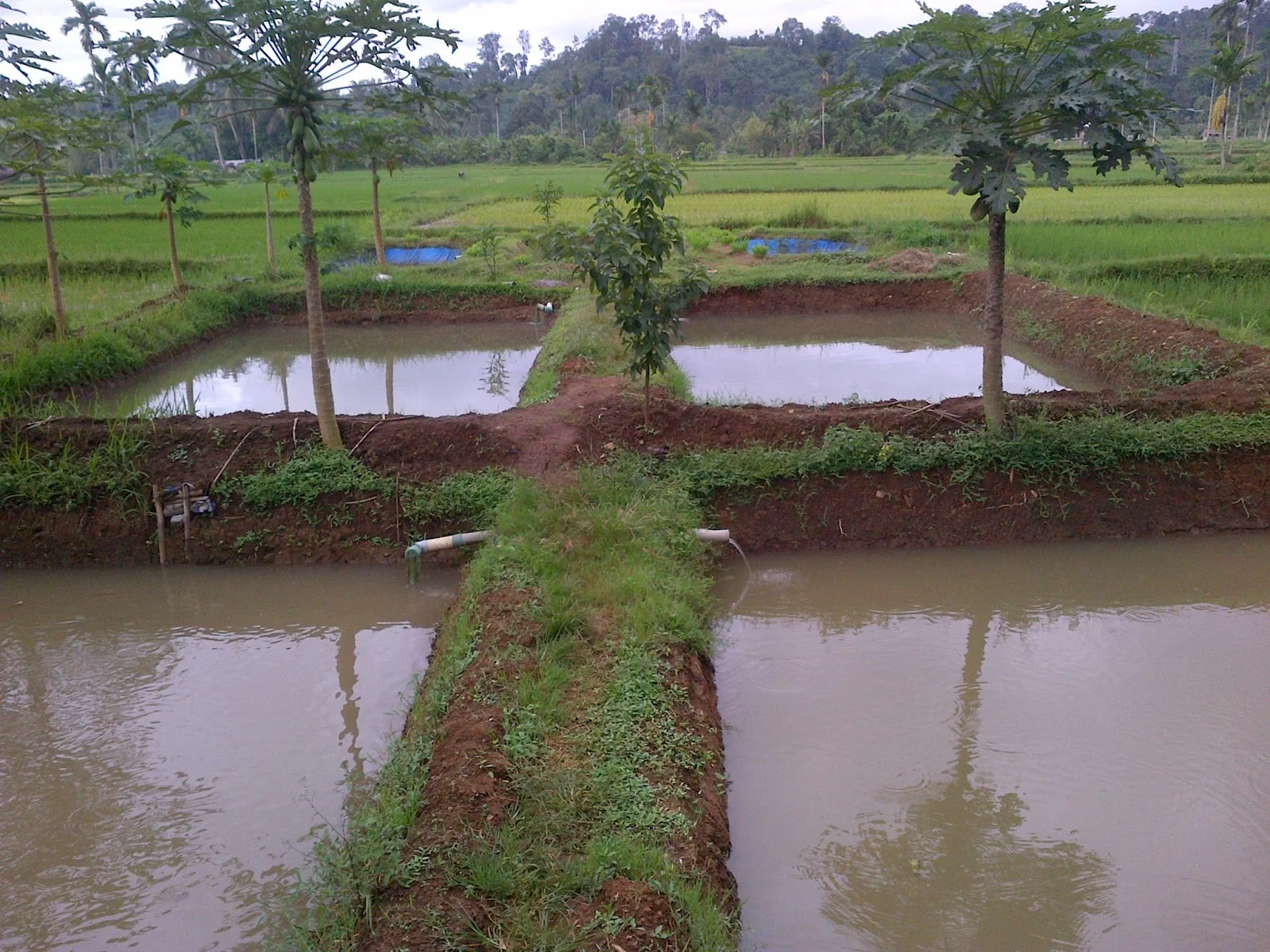 Perawatan Ikan Patin di Kolam Tanah