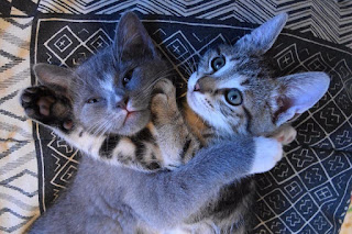 two kittens hugging