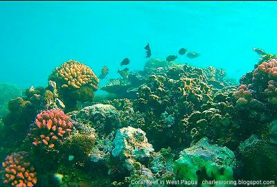 Coral reef in West Papua Snorkeling tour with Charles Roring in West Papua