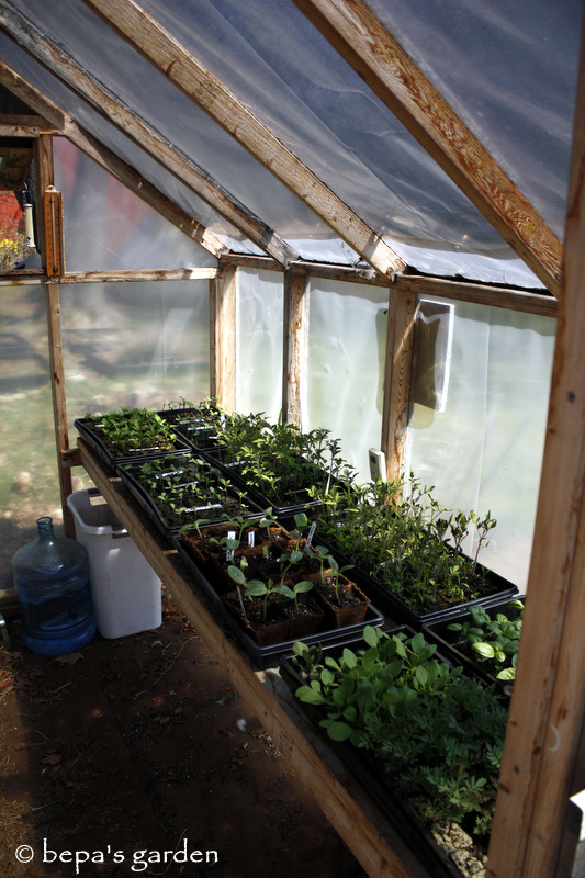 Bepa's Garden Using a shade cloth to cool the greenhouse