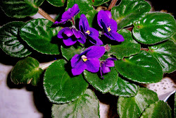African Violet Plants Flower Gardening