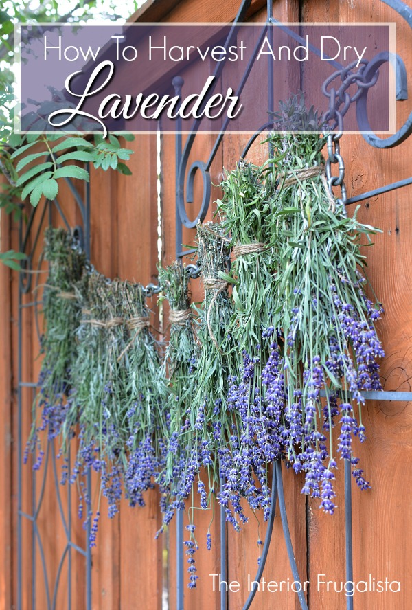 How To Harvest And Dry Lavender The Interior Frugalista