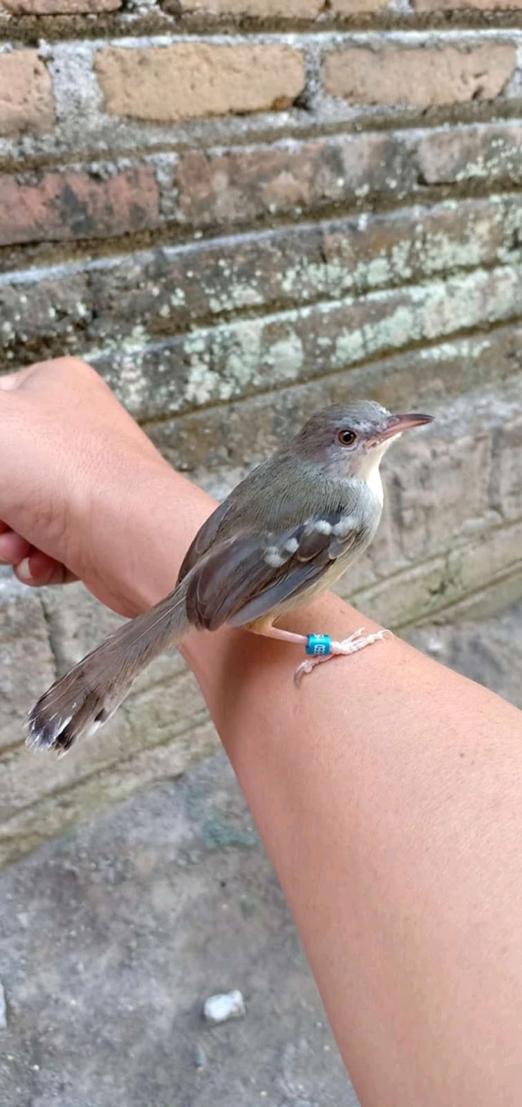Mengenal Burung Ciblek Berdasarkan Asal Dan Usulnya