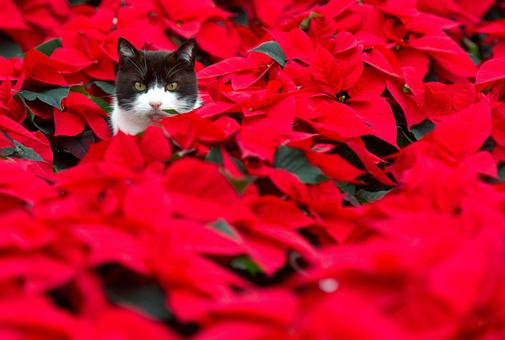 Black and white cat in pointsettias