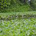New Wetland Conservation Rules Notified by Environment Ministry