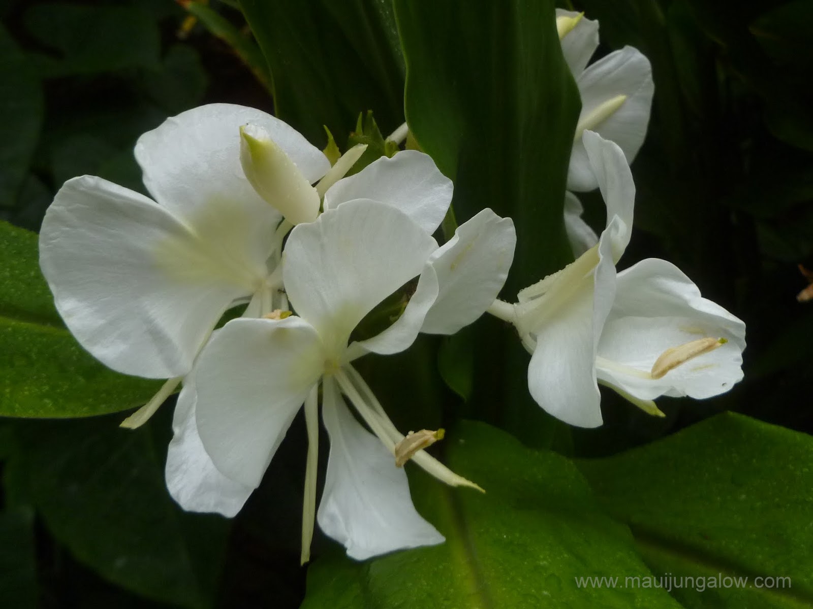 Maui Jungalow Flowering White Ginger