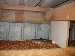 coop pigeon chicken snake turtle tales ranch