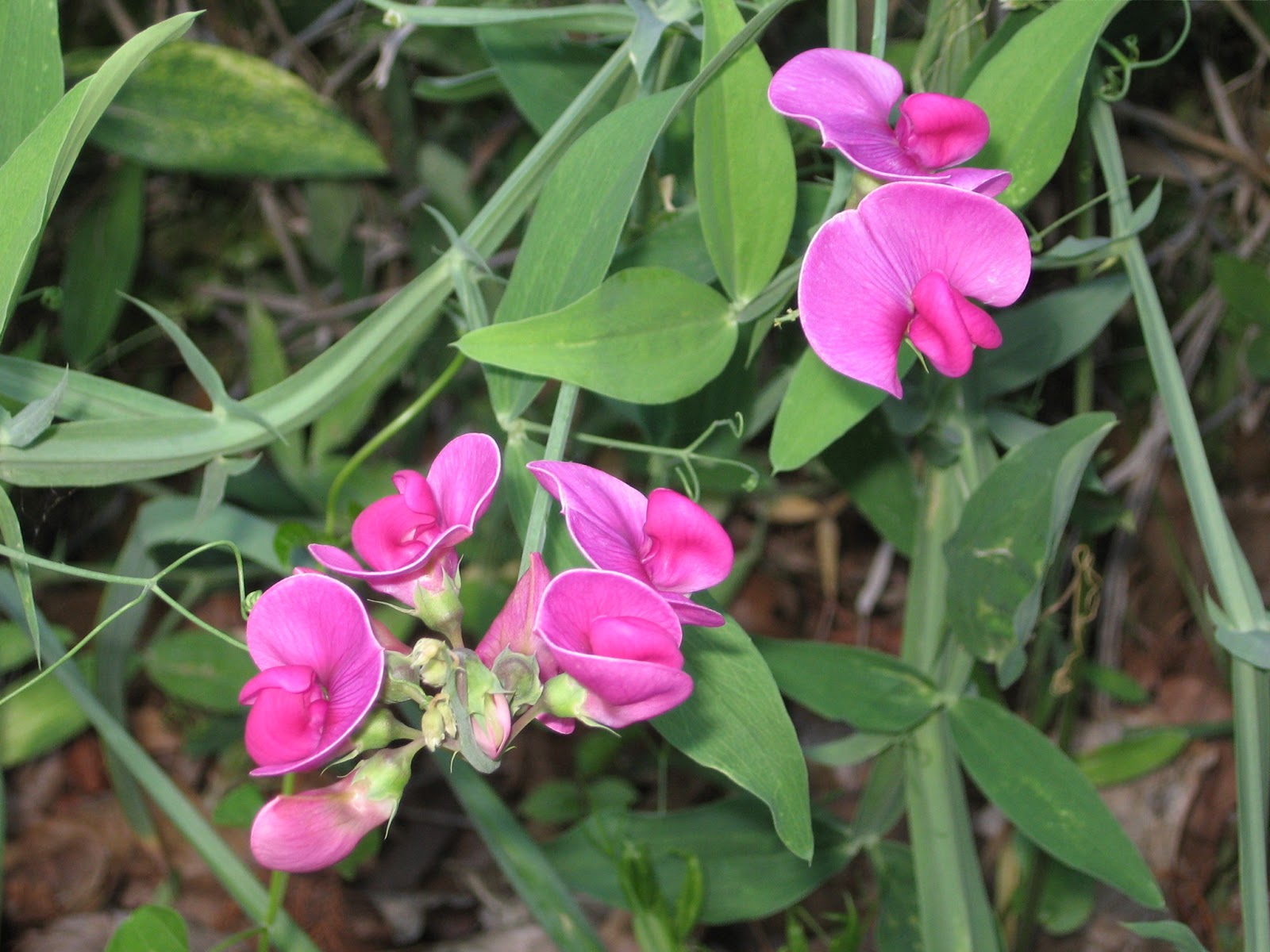 Kansas Gardener Favorite Flowers Sweet Peas