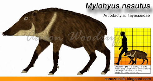 Mylohyus