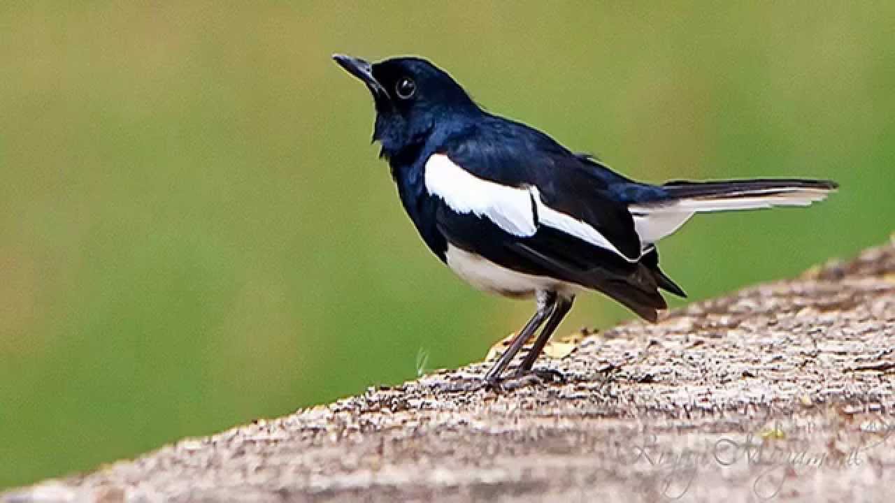 Belajar Seo Otodidak Pembahasan Luas Tentang Burung Anis Merah