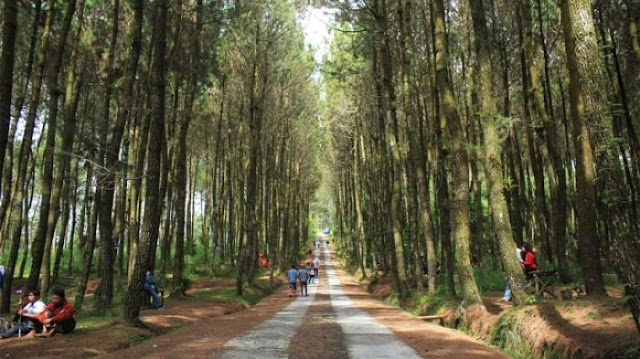 Luar Biasa, Keindahan Wisata Pinus Kragilan Jadi Trending di Instagram